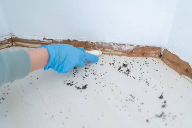 Best Flea Control Services  in La Cresta, CA