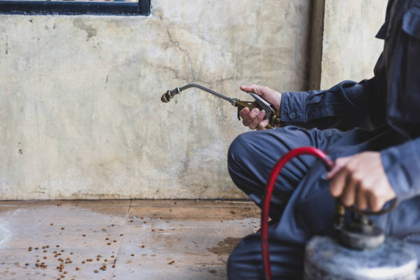 Best Rat Extermination Near Me  in La Cresta, CA